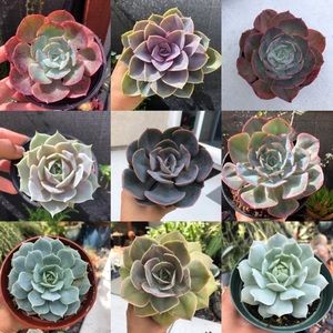Succulent examples
